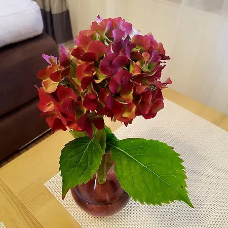 アパート Complex